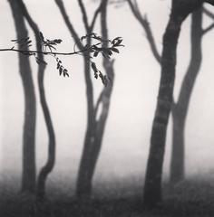 Chikui Cape Trees, Muroran, Hokkaido, Japan 6
