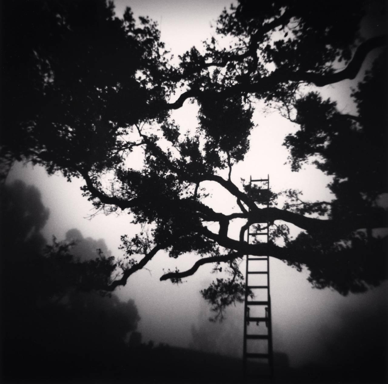 Michael Kenna Landscape Photograph - Montecito Garden, Study 14