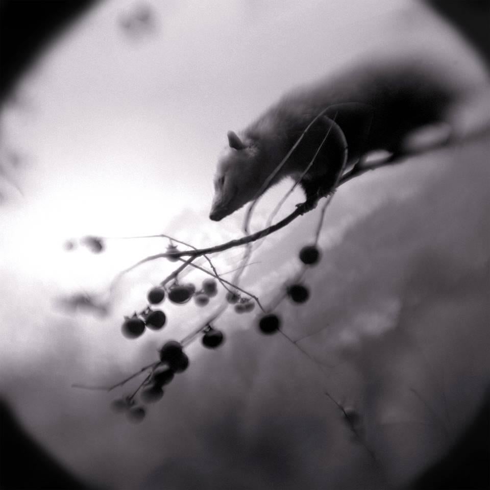 Keith Carter b.1948 Black and White Photograph - Possum, Silver Gelatin Print, limited edition photograph, signed and numbered 