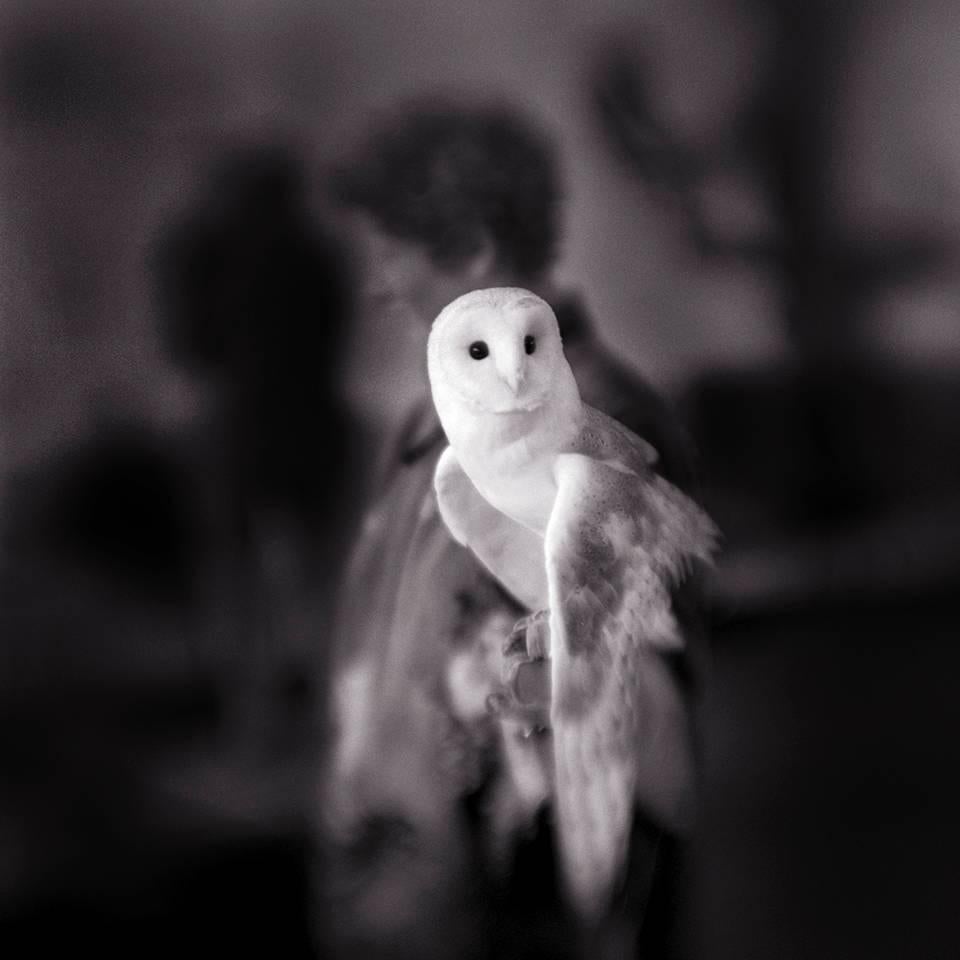 Keith Carter b.1948 Black and White Photograph - White Owl, Silver Gelatin Print, limited edition, signed and numbered photograph