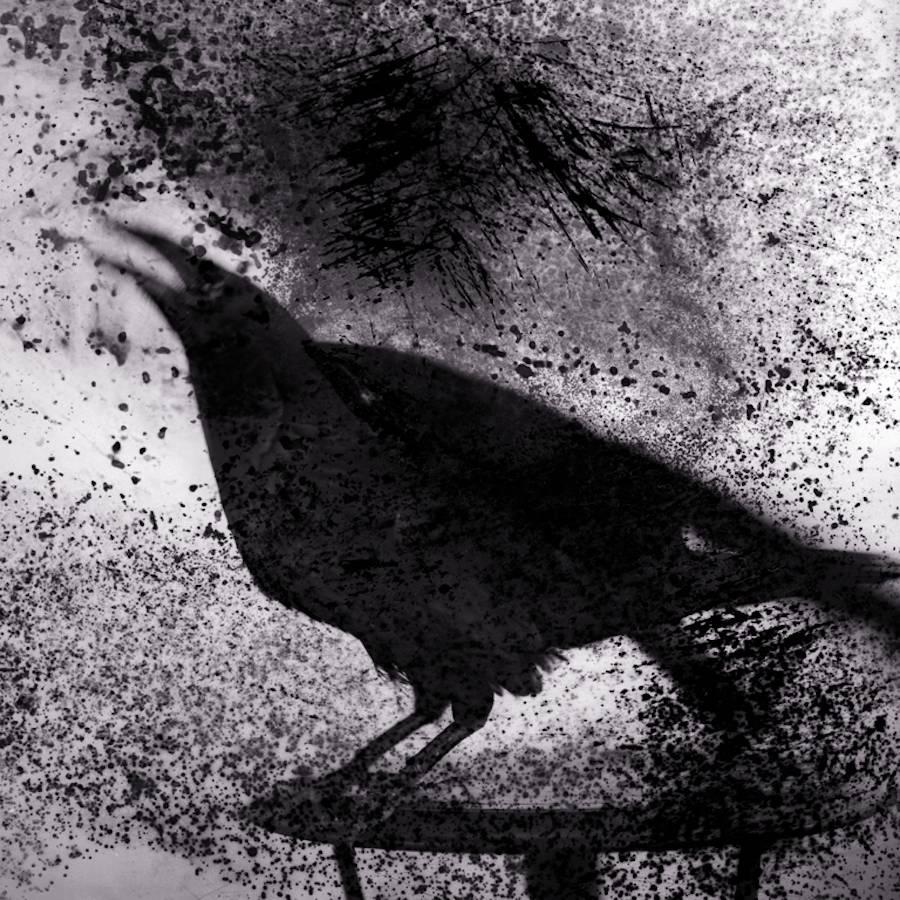 Keith Carter b.1948 Black and White Photograph - Raven on Table, silver gelatin print, limited edition, signed and numbered 