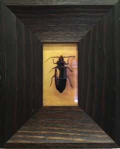 Palo Verde Beetle