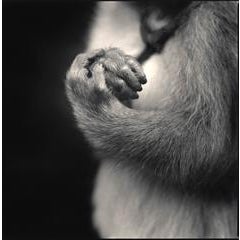 Fukunosuke's Hands 11