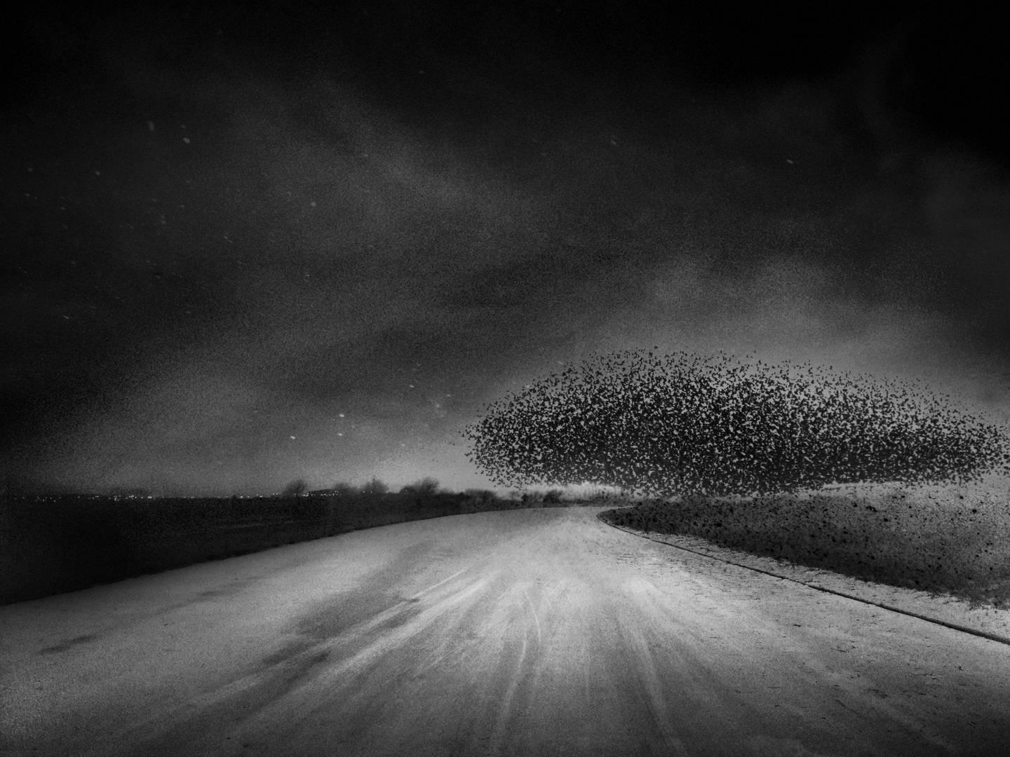 Angela Bacon-Kidwell Landscape Photograph - A Page of Lace