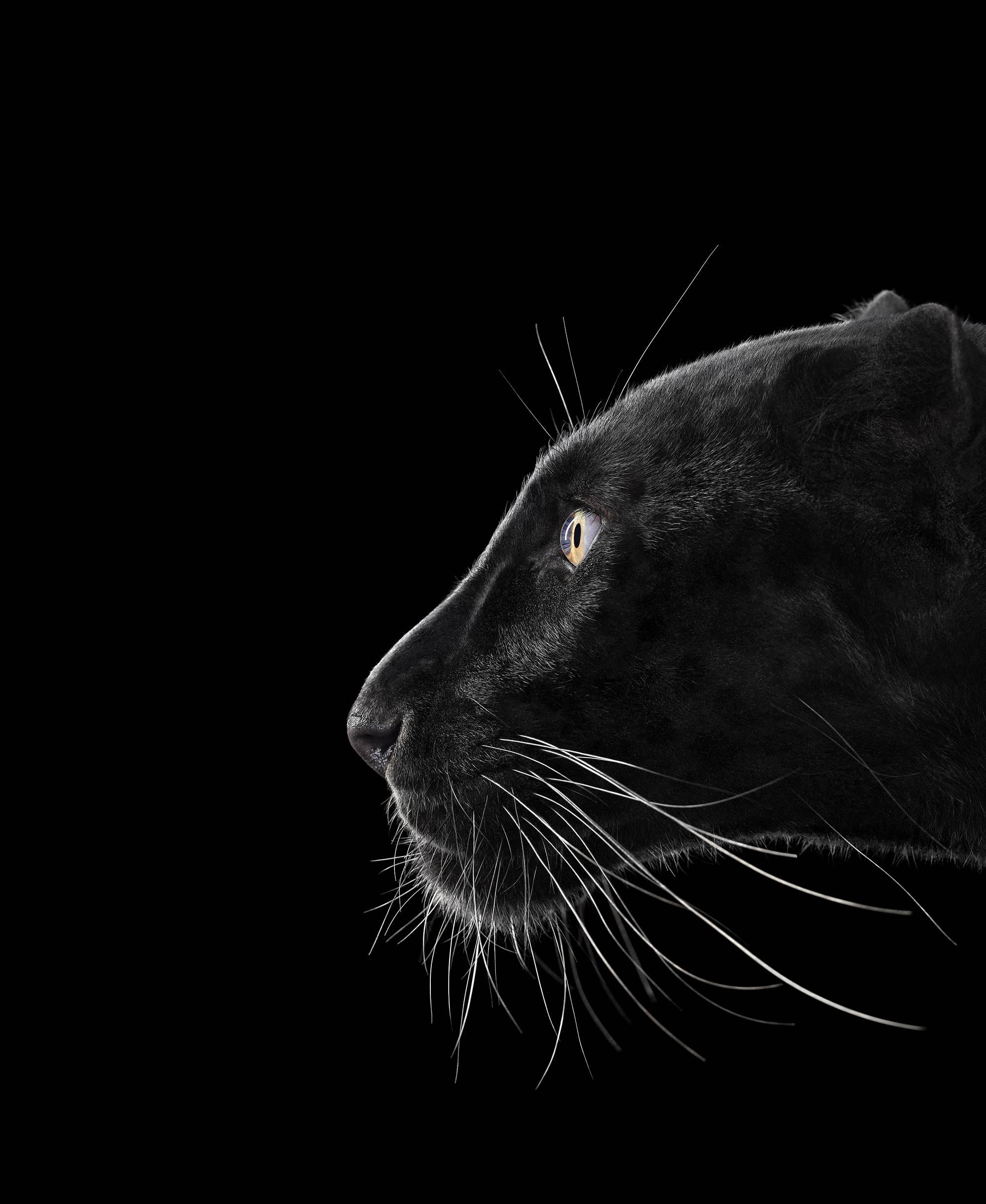Brad Wilson Color Photograph - Black Leopard #2, Monterey, CA, 2014