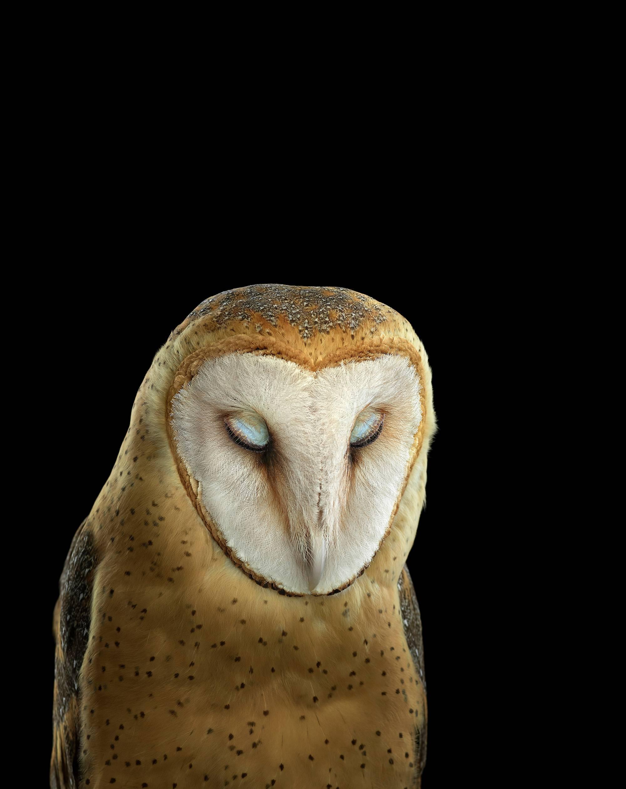 Brad Wilson Color Photograph - Barn Owl #3, St. Louis, MO