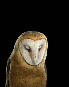 Barn Owl #3, St. Louis, MO