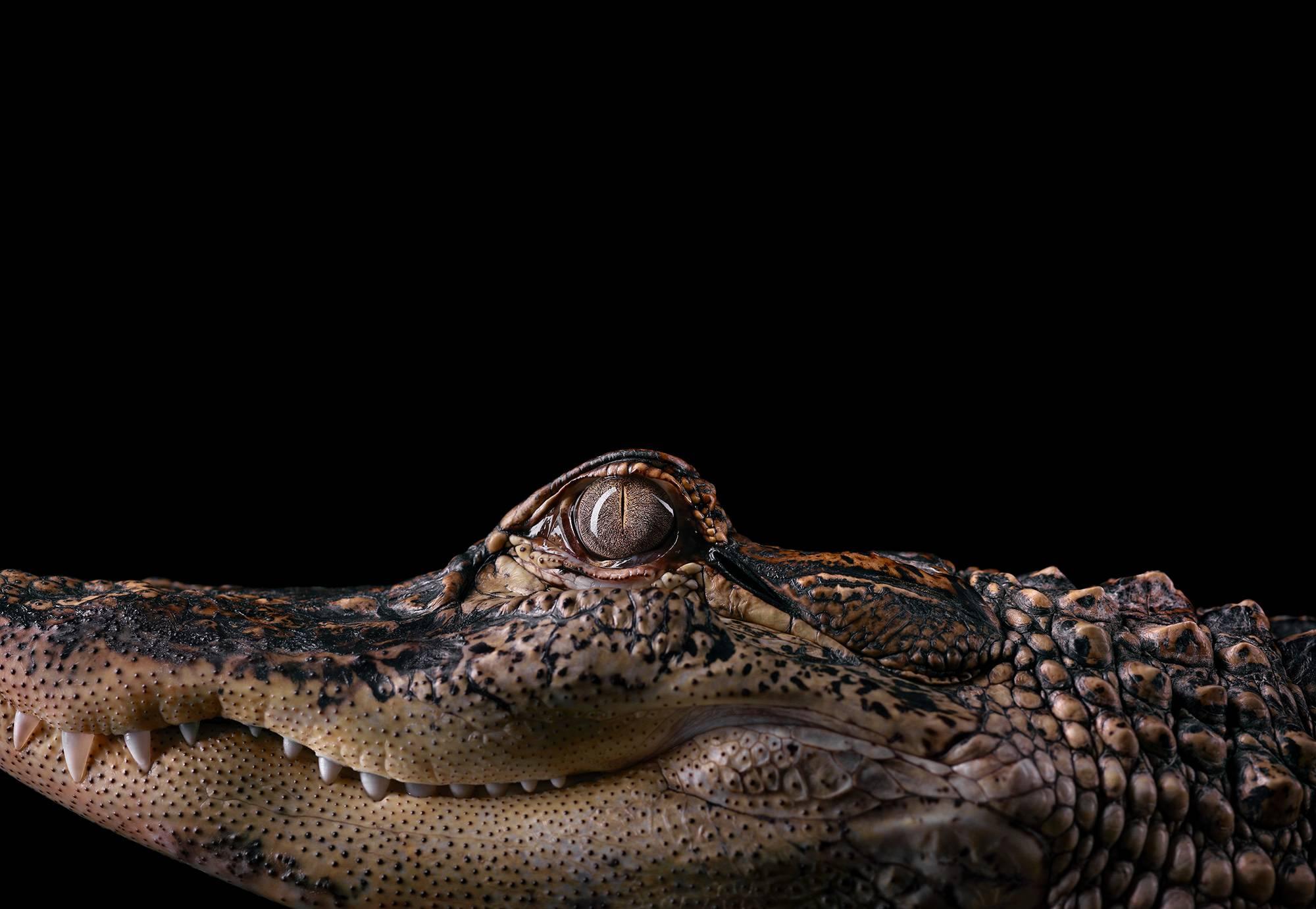 Brad Wilson Color Photograph - Alligator #2, Los Angeles, CA
