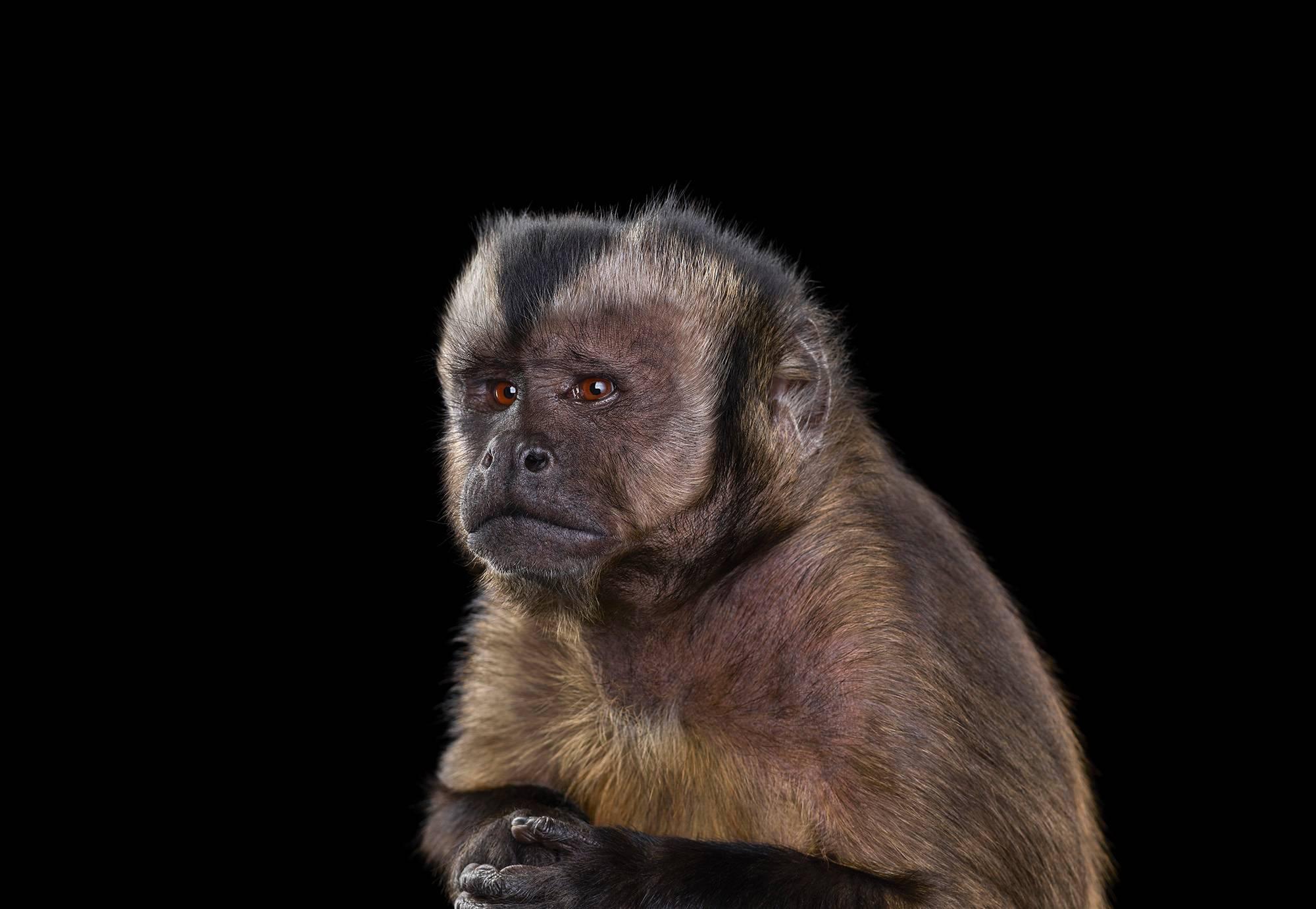 Brad Wilson Color Photograph - Capuchin Monkey #5, Monterey