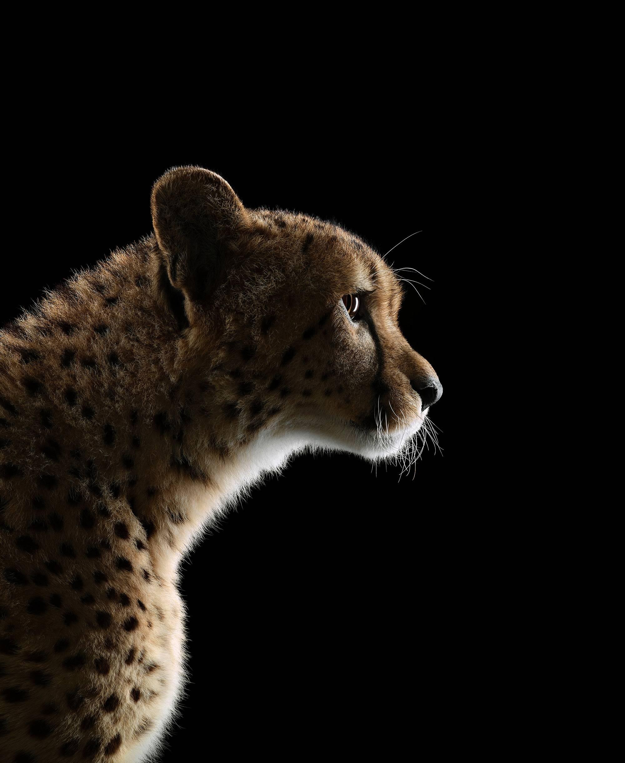 Brad Wilson Color Photograph - Cheetah #2, Los Angeles, CA
