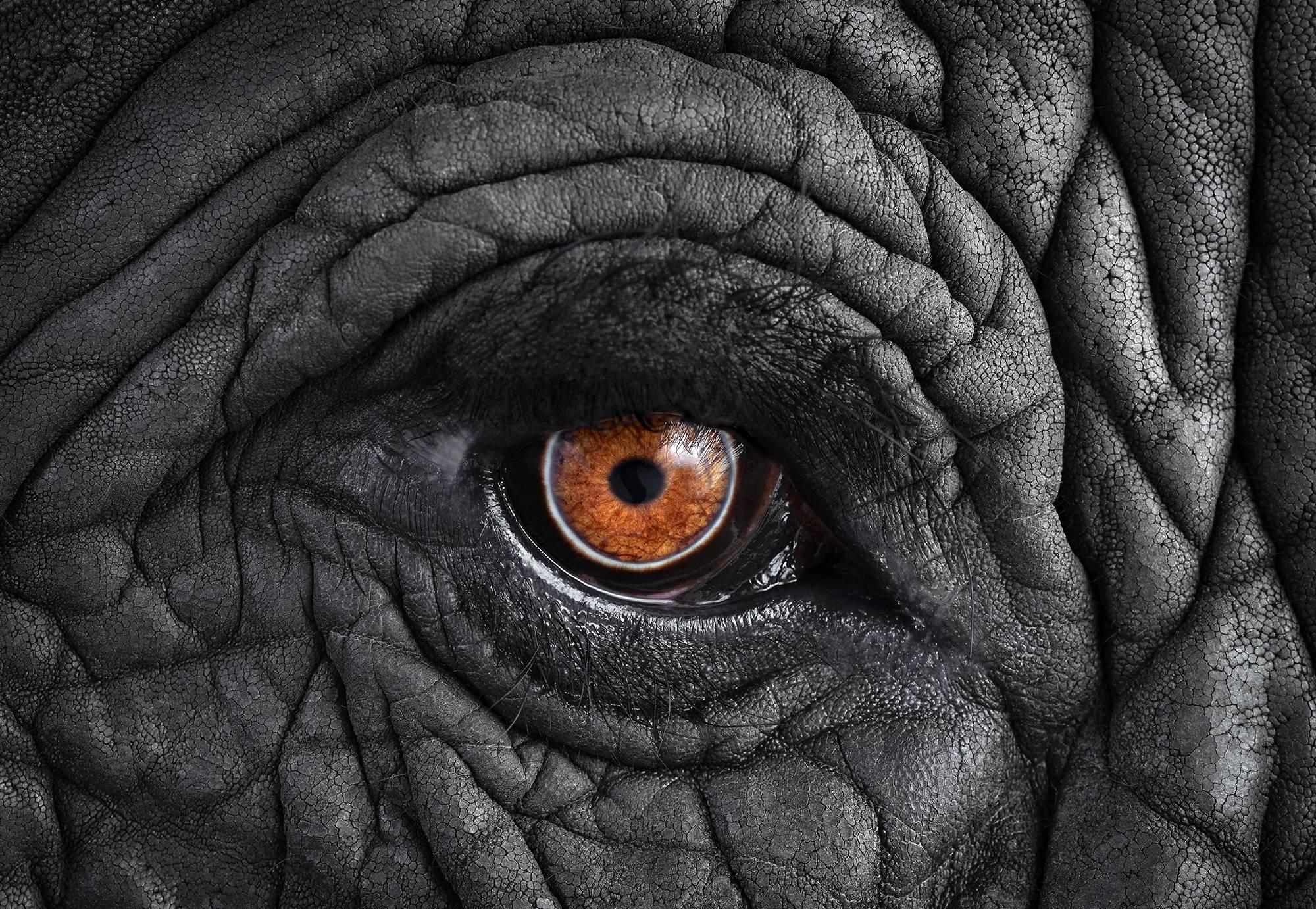 Brad Wilson Color Photograph - African Elephant #11, Monterey, CA 