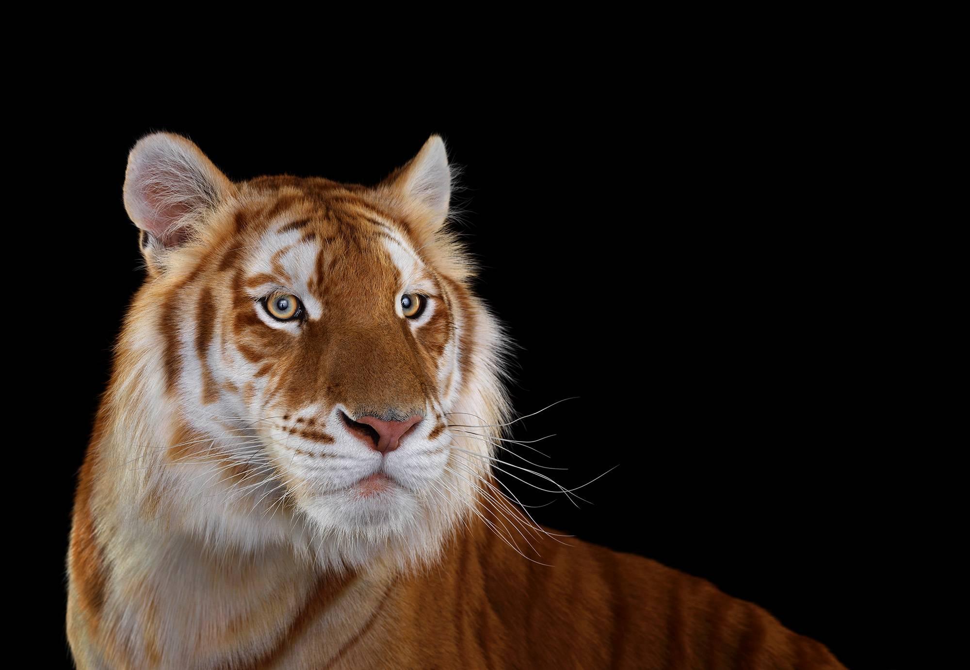 Brad Wilson Color Photograph - Golden Tiger #1, Monterey, CA