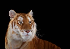 Golden Tiger #1, Monterey, CA