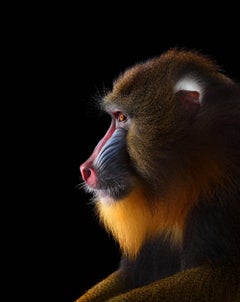 Mandrill #3, Los Angeles, Kalifornien