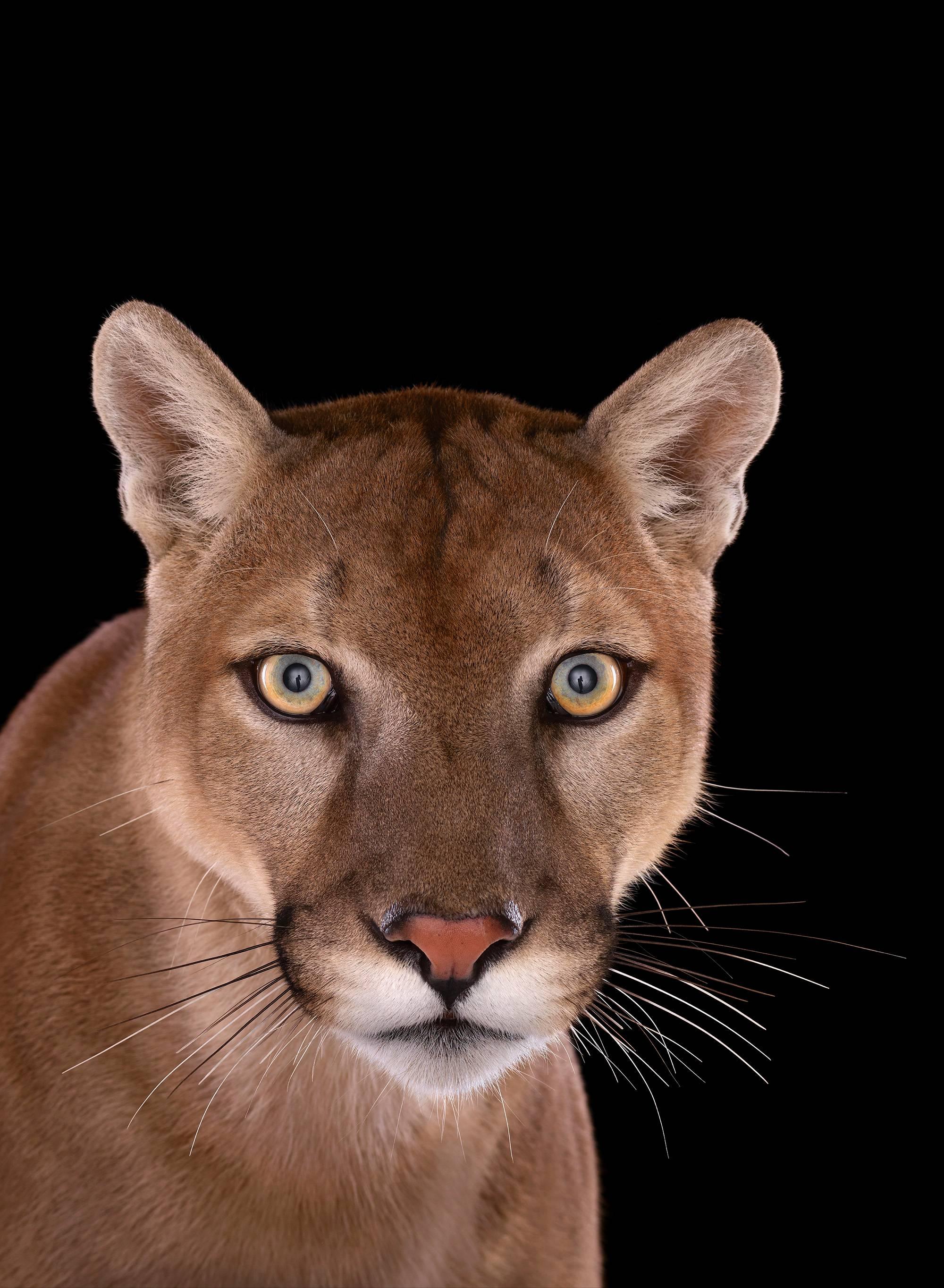 Brad Wilson Color Photograph - Mountain Lion #1, Los Angeles, CA