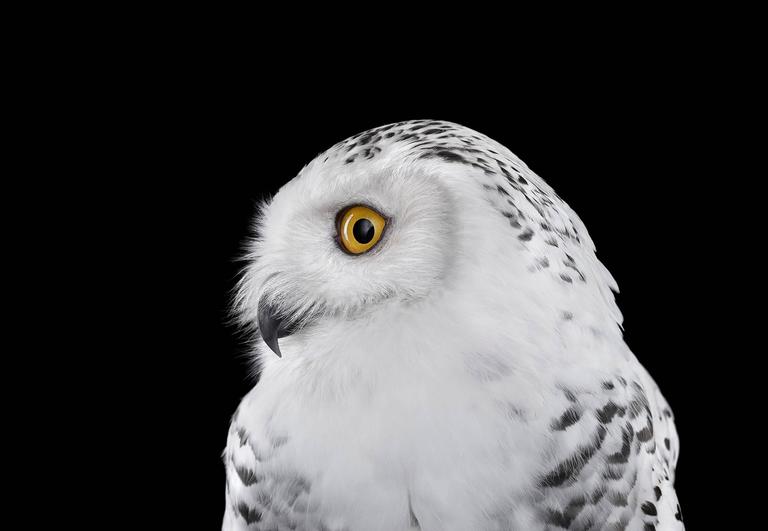 Brad Wilson Snowy Owl 2, Los Angeles, CA For Sale at 1stDibs