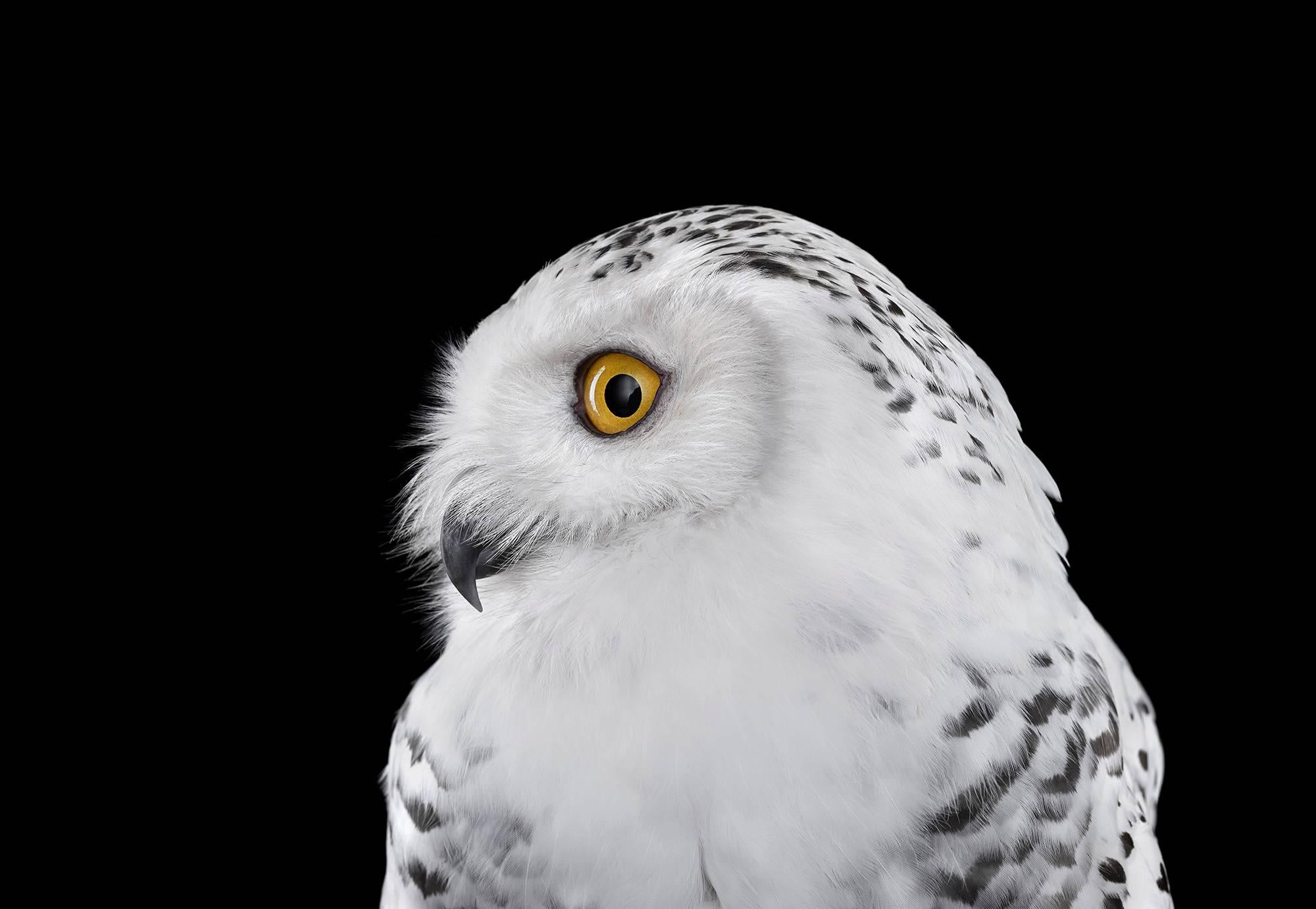 Brad Wilson Color Photograph - Snowy Owl #2, Los Angeles, CA