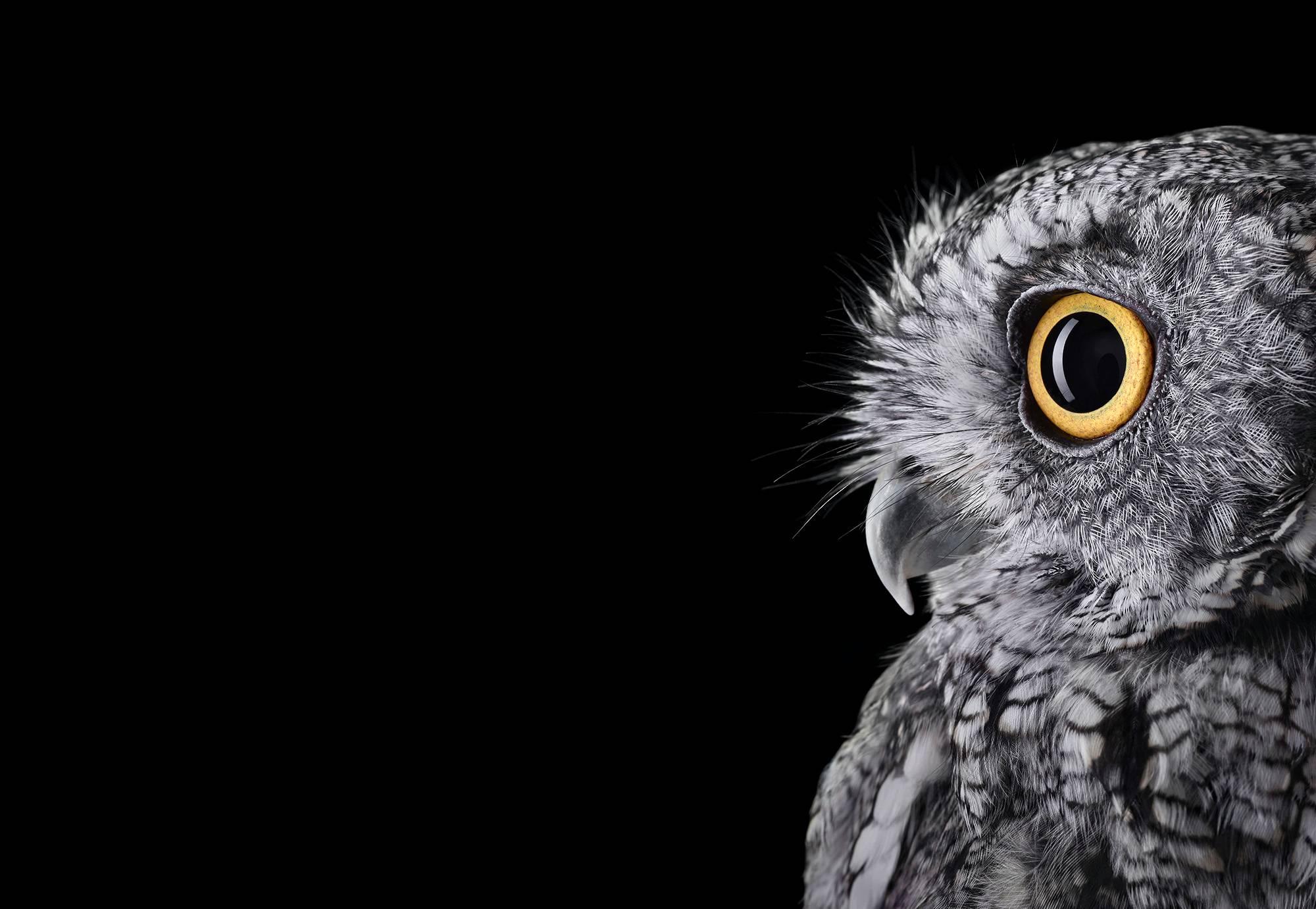 Brad Wilson Color Photograph - Western Screech Owl 2, Espanola, NM