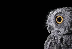 Western Screech Owl 2, Espanola, NM