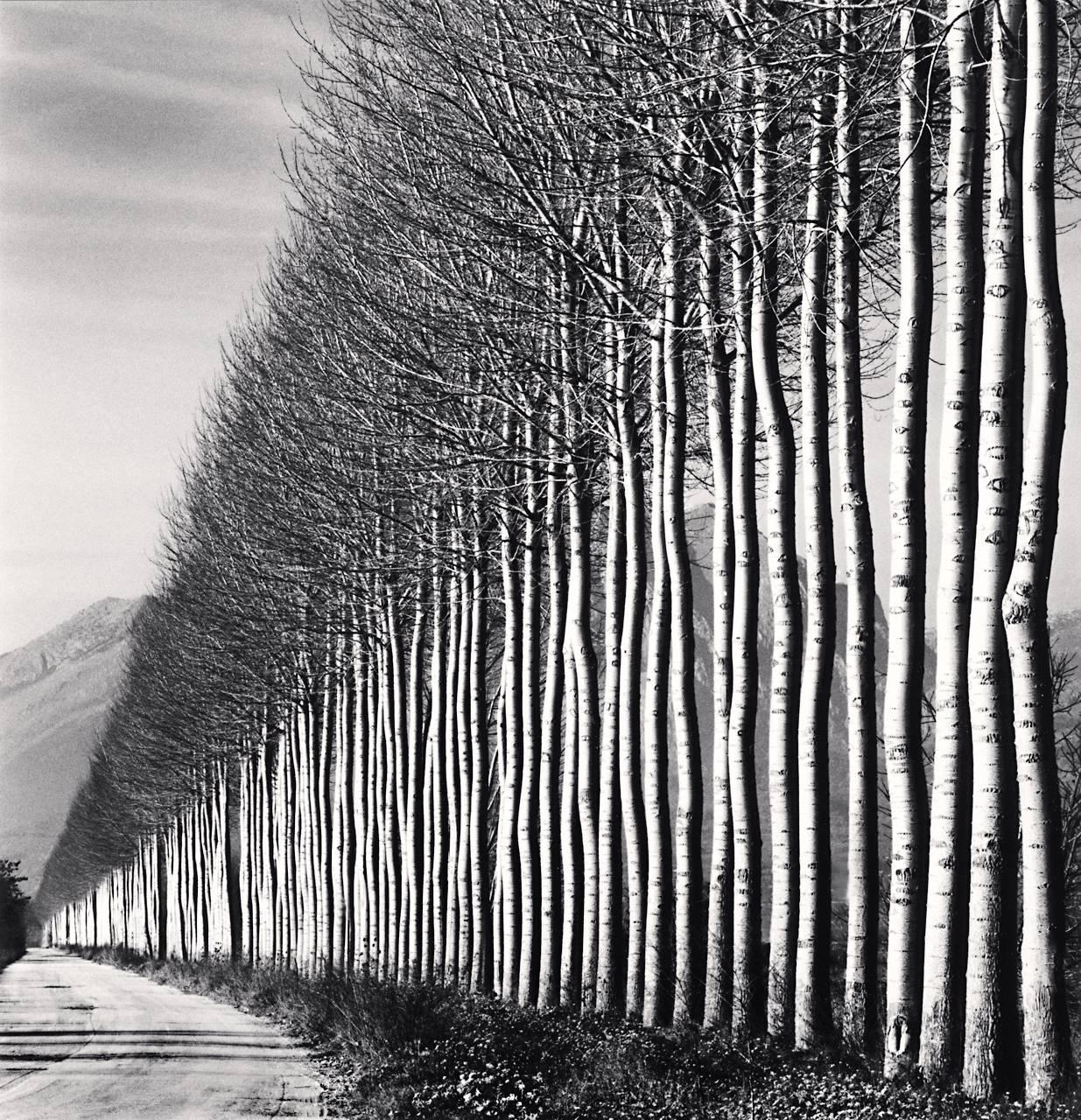 Michael Kenna Black and White Photograph – Pappelbäume, Fucino, Abruzzo, Italien