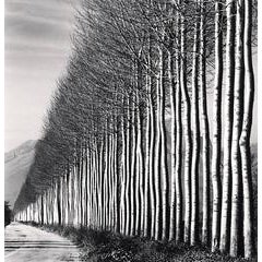 Poplar Trees, Fucino, Abruzzo, Italy 12