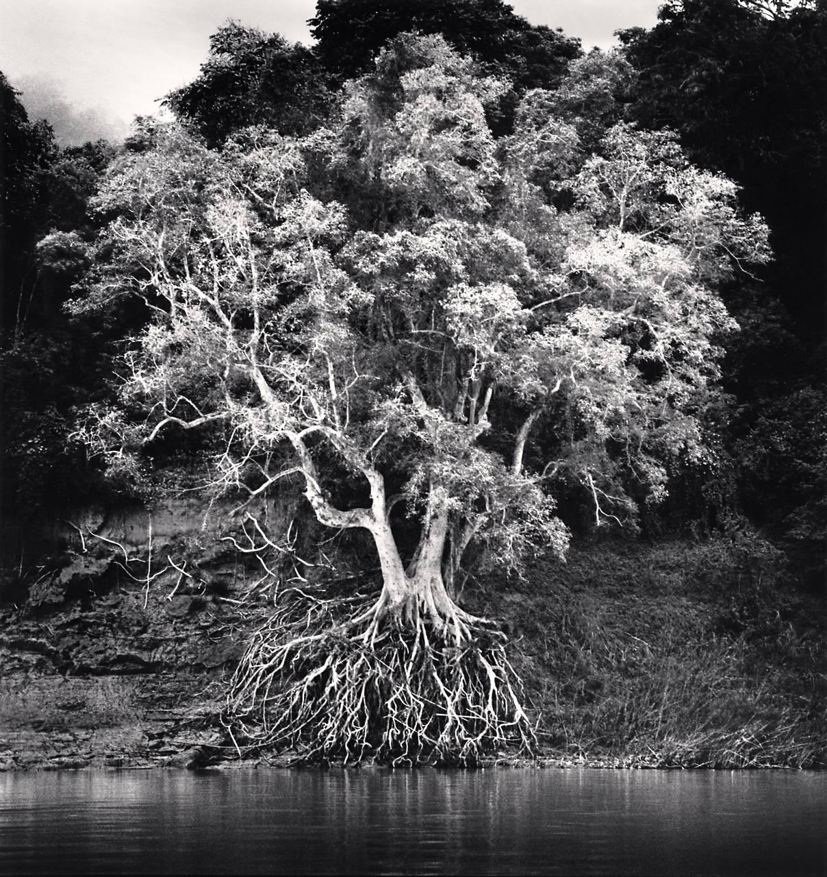 Michael Kenna Black and White Photograph – Kokdua-Baum und ausgestellte Wurzeln, Mekong River, Luang Prabang, Laos