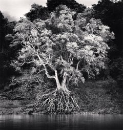 Kokdua-Baum und ausgestellte Wurzeln, Mekong River, Luang Prabang, Laos