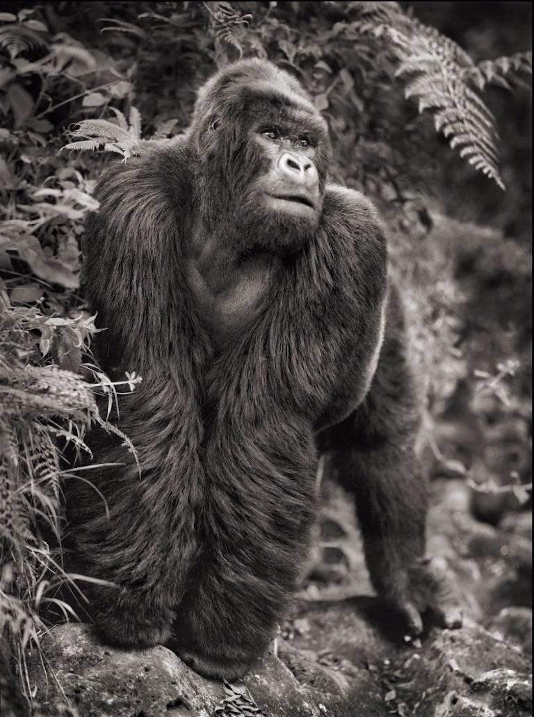 Nick Brandt Black and White Photograph - Gorilla on Rock, Parc des Volcans