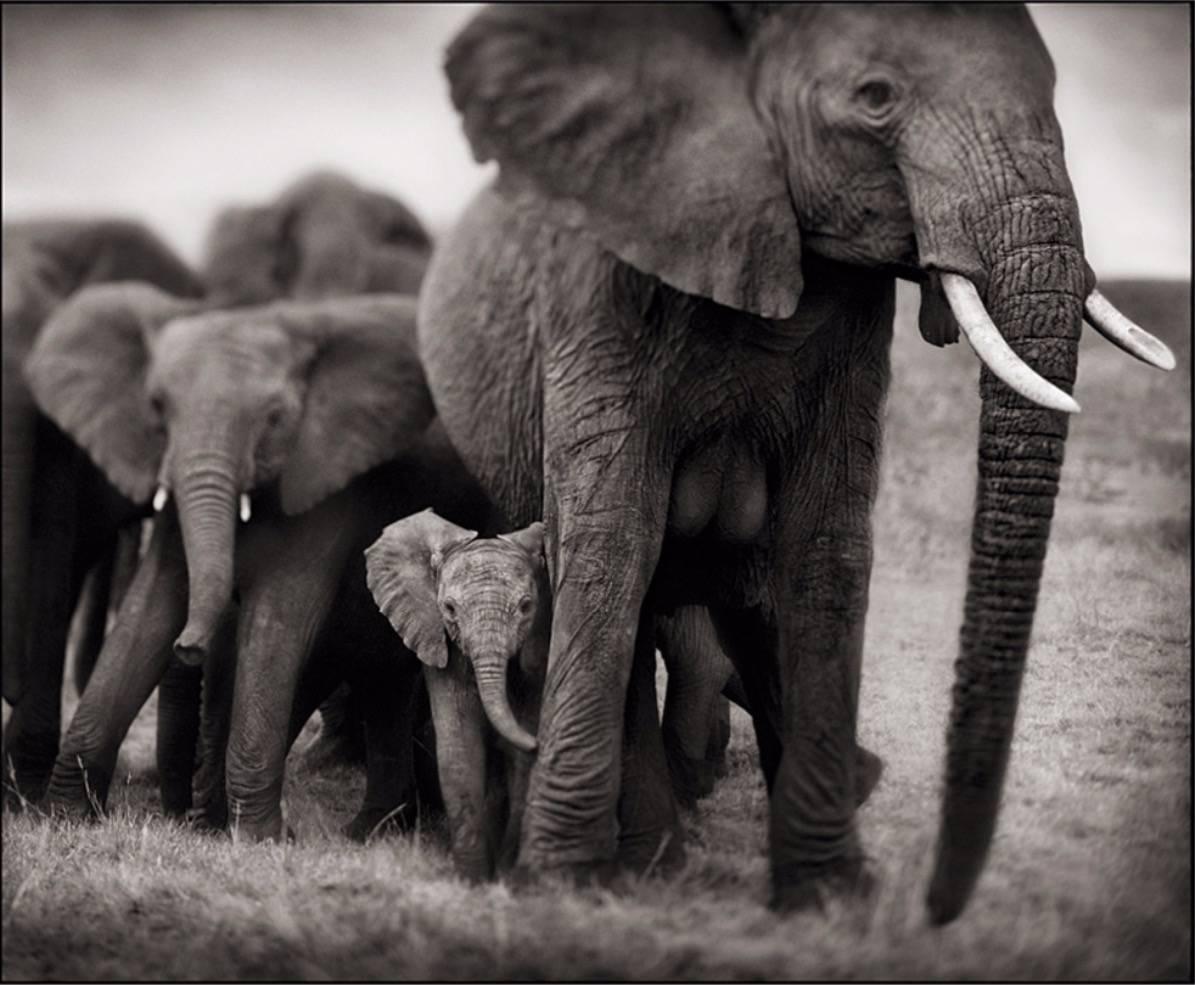 Nick Brandt Black and White Photograph - Elephant Mother and Two Babies, Serengeti