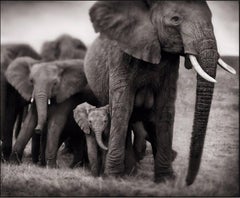 Elephant Mother and Two Babies, Serengeti