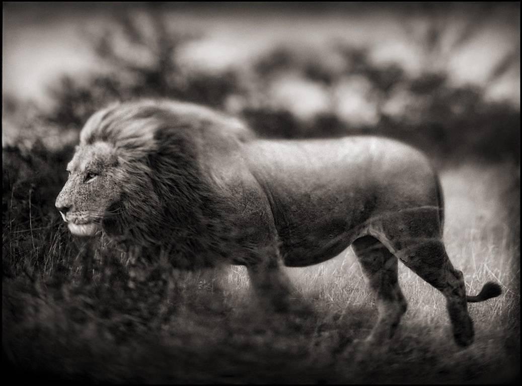 Nick Brandt Black and White Photograph - Windswept Lion, Serengeti