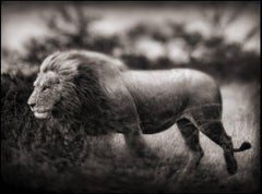 Windswept Lion, Serengeti