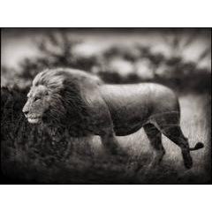 Windswept Lion, Serengeti 6