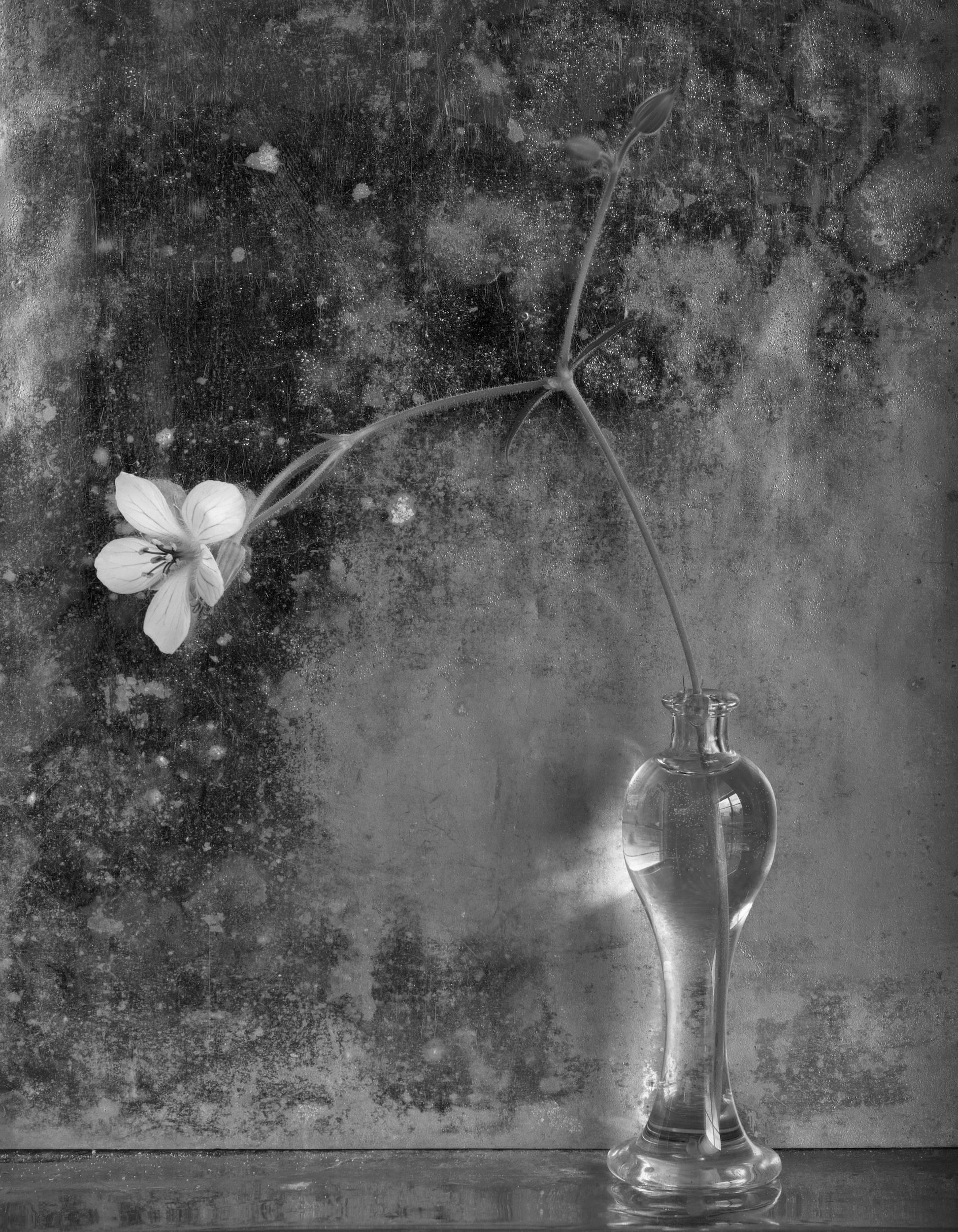 Clover Flower, black and white, still life photograph, signed, numbered 