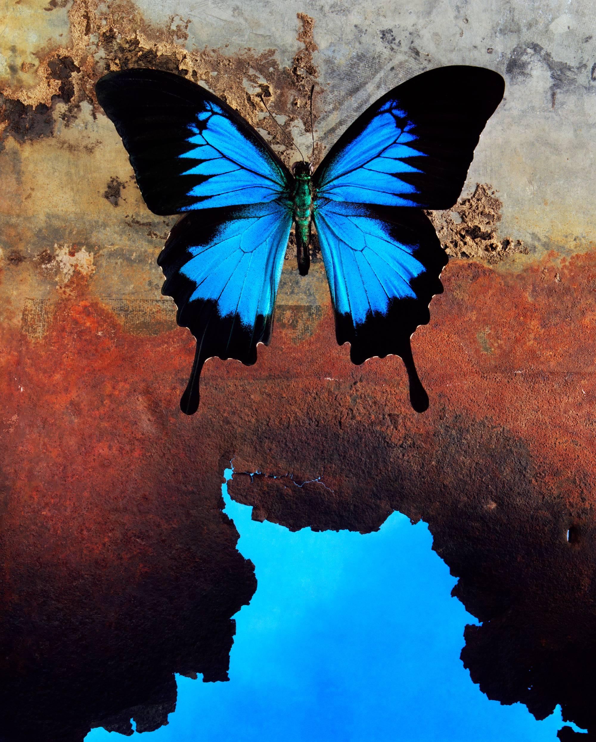 Jo Whaley Color Photograph - Papilio ulysses