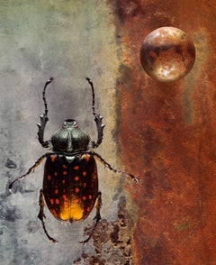 Coleoptera - Coleoptera