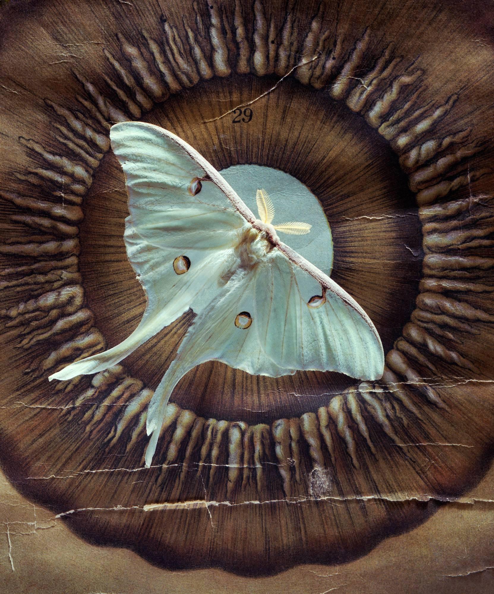 Jo Whaley Still-Life Photograph - Tropea Luna