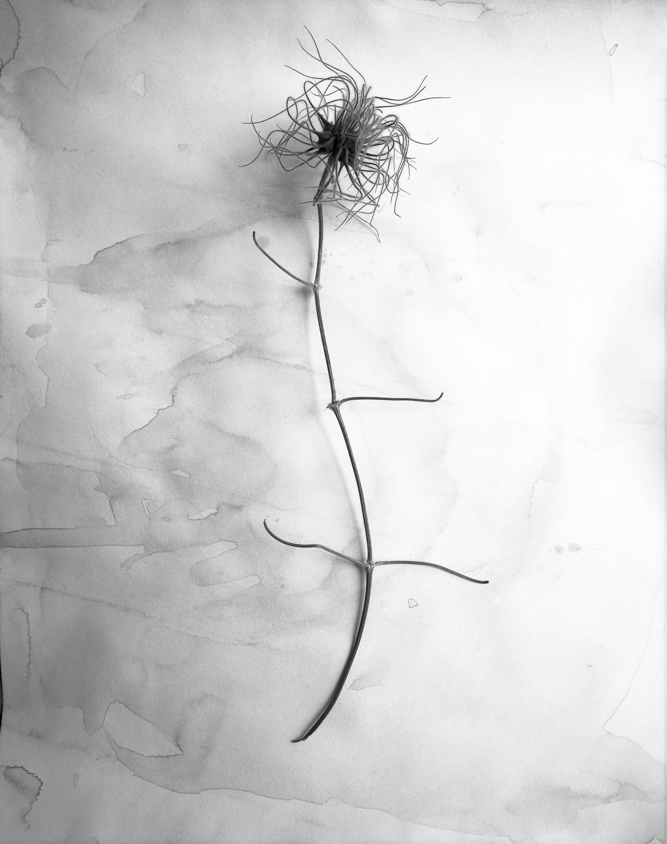 James Pitts Black and White Photograph - Dried Clematis Blossom, black and white, still life photograph, signed, numbered