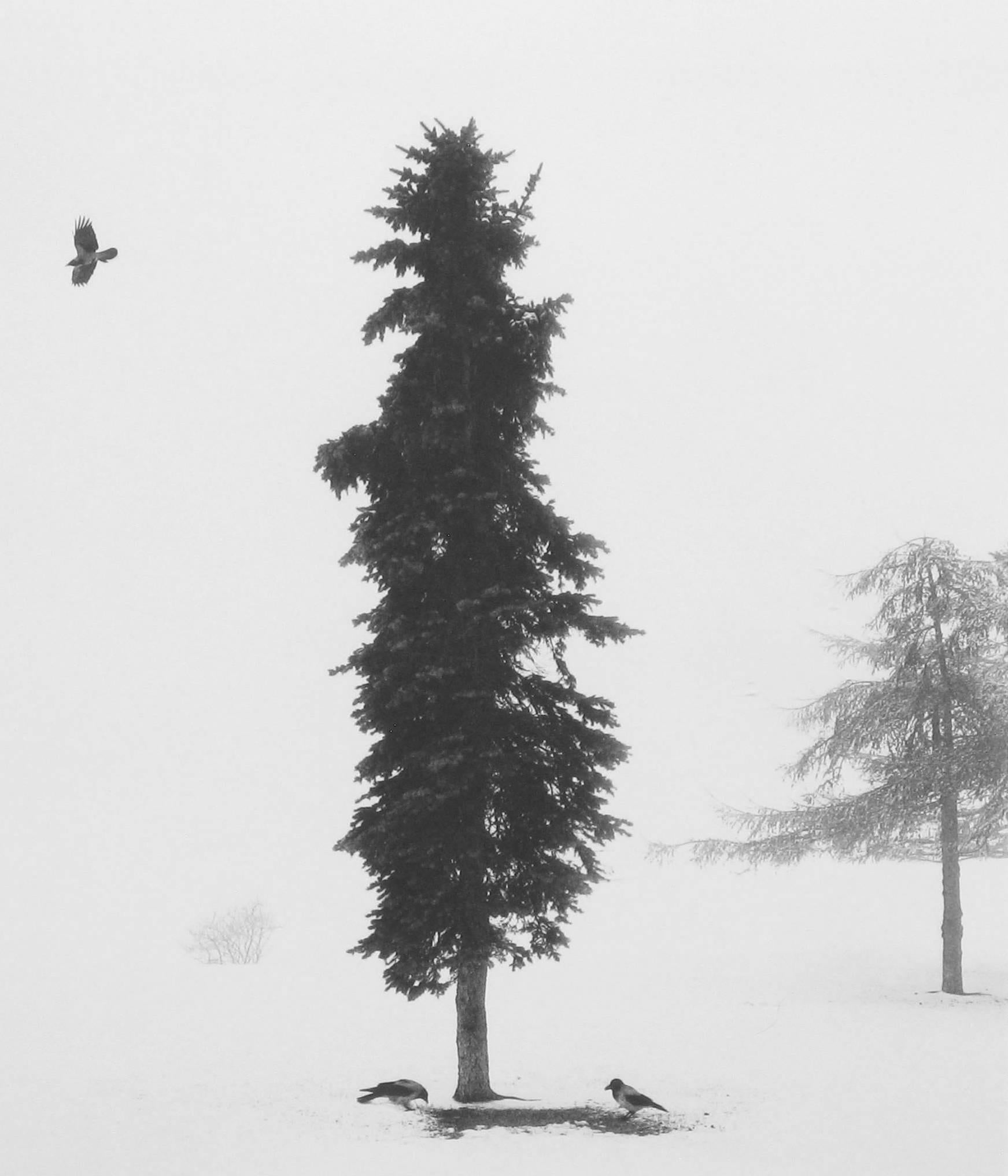 Black and White Photograph de Pentti Sammallahti - Helsinki, Finlandia