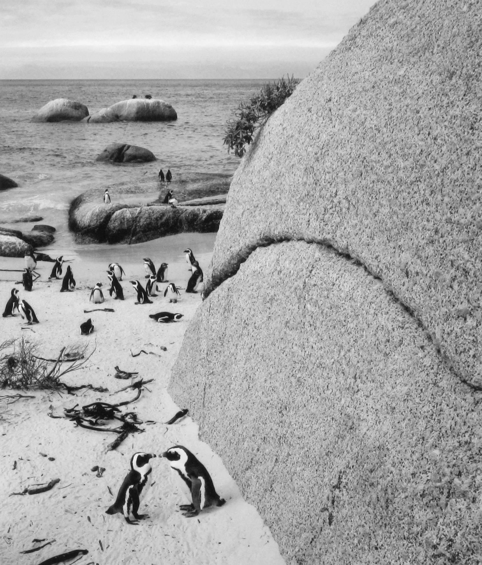 Pentti Sammallahti Black and White Photograph - Boulders Beach, South Africa