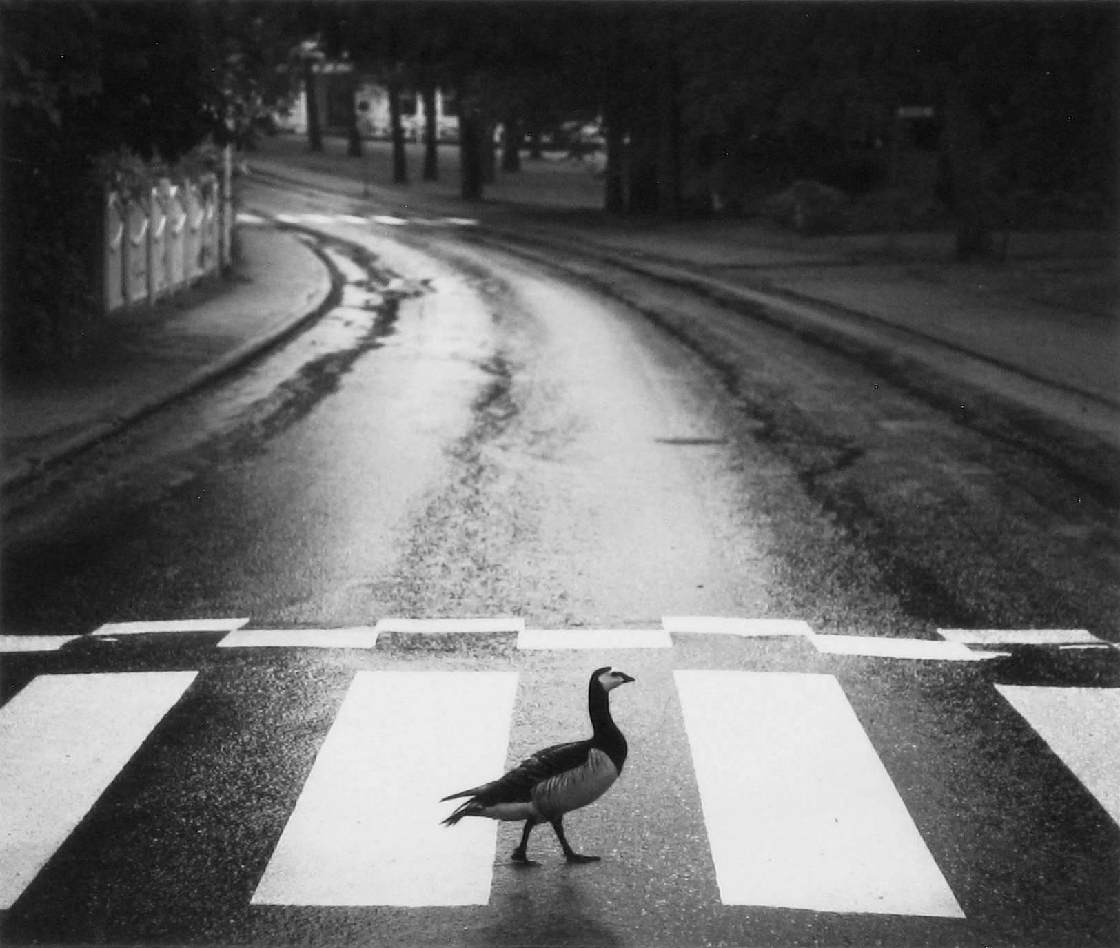 Black and White Photograph di Pentti Sammallahti - Hanko, Finlandia