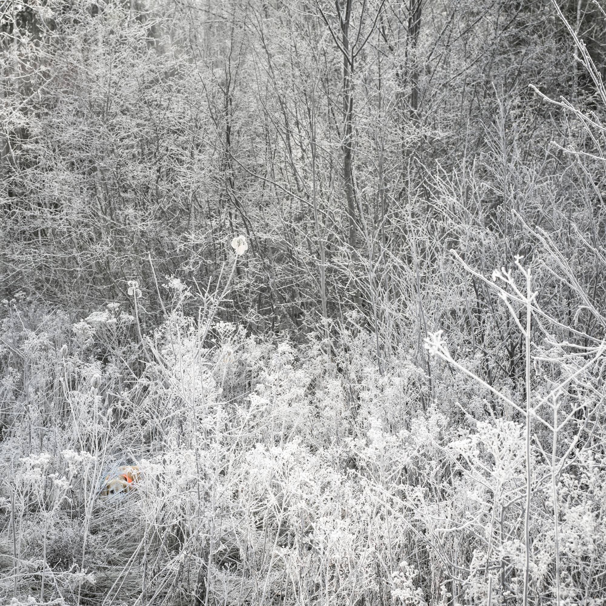 Cig Harvey Landscape Photograph - First Frost, Scarlet
