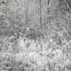 First Frost, Scarlet 6