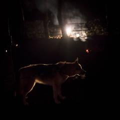 Watch Dog 5
