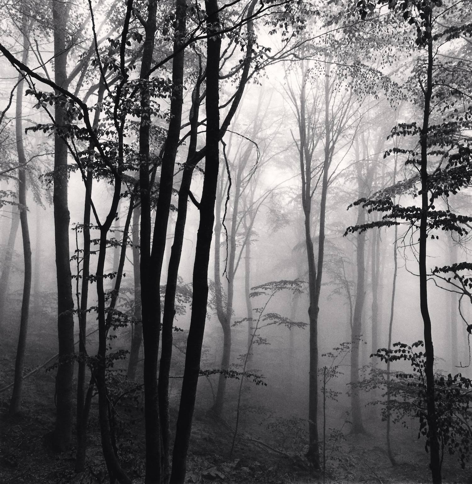 Michael Kenna Landscape Photograph - Forest Mist, Study 2, Rigopiano, Abruzzo, Italy