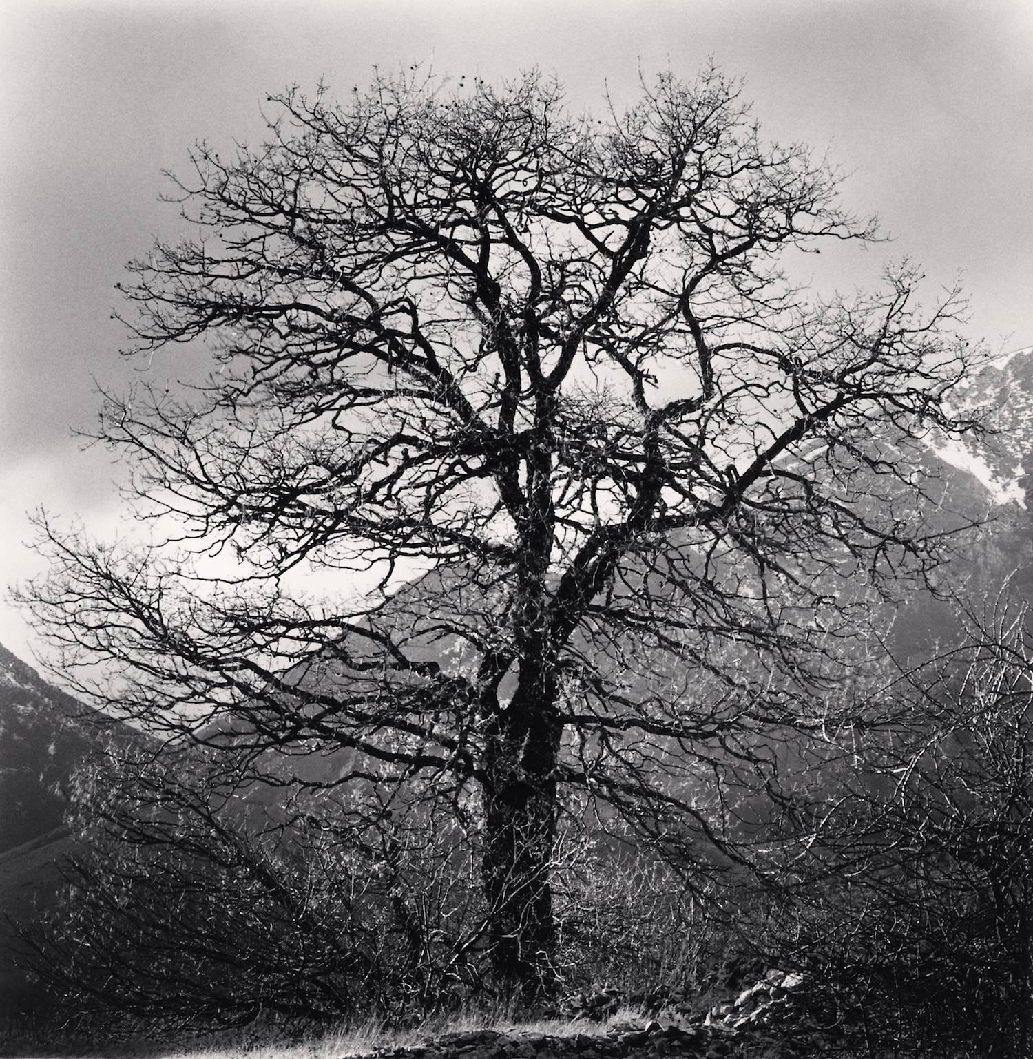 Michael Kenna Black and White Photograph - Oak Tree and Monte Cagno Mountains, Terranera, Abruzzo, Italy