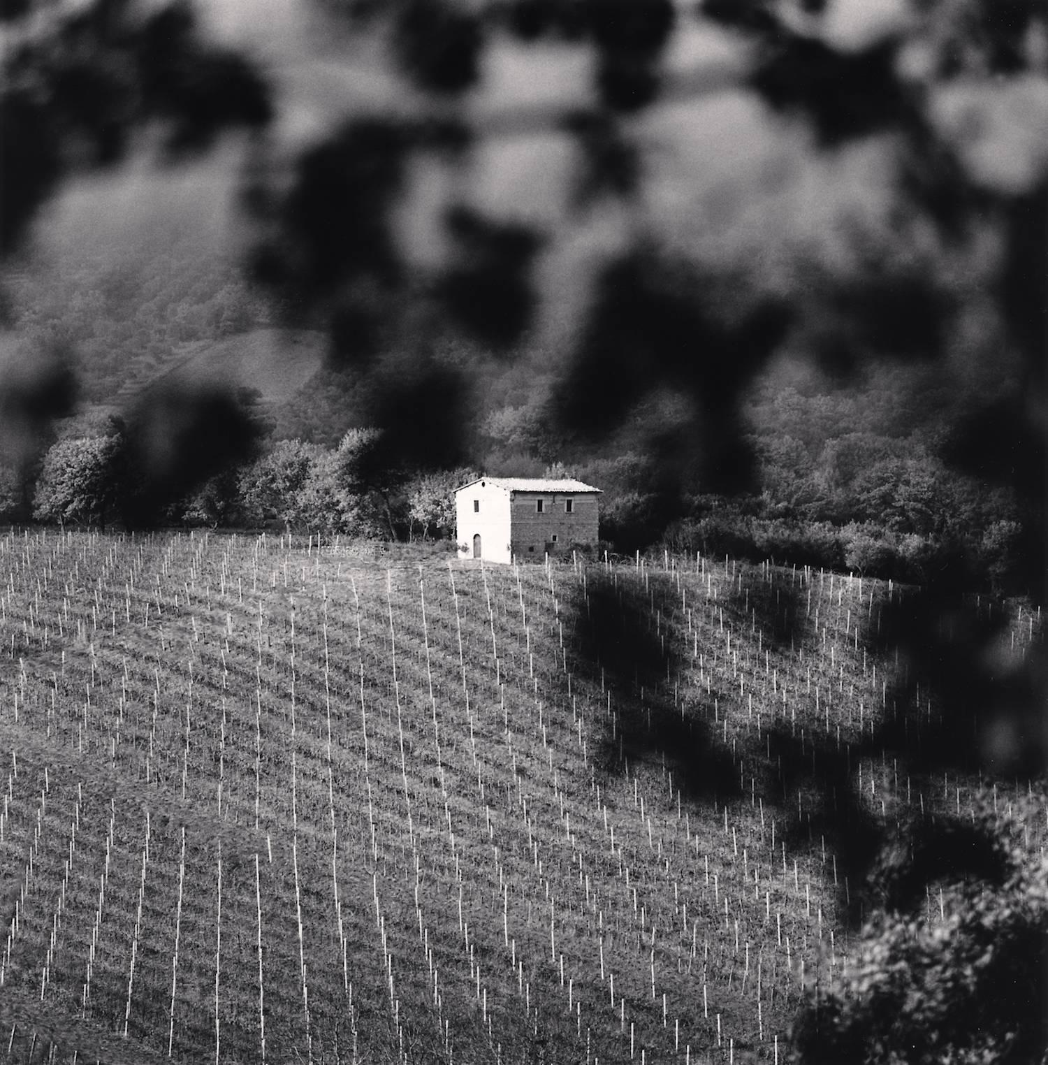 Michael Kenna Landscape Photograph - Pietrantonj Vineyards, Vittorito, Abruzzo, Italy. 2016