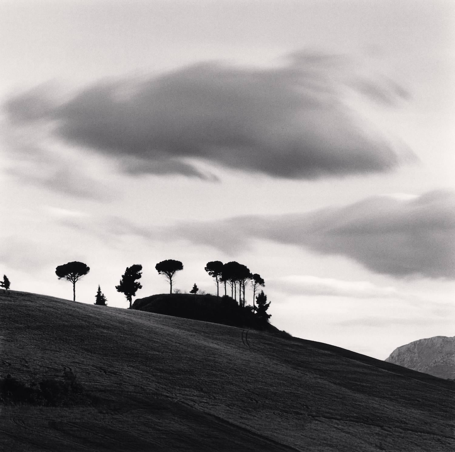 Michael Kenna Black and White Photograph - Pine Trees at Dusk, Loreto Aprutino, Abruzzo, Italy