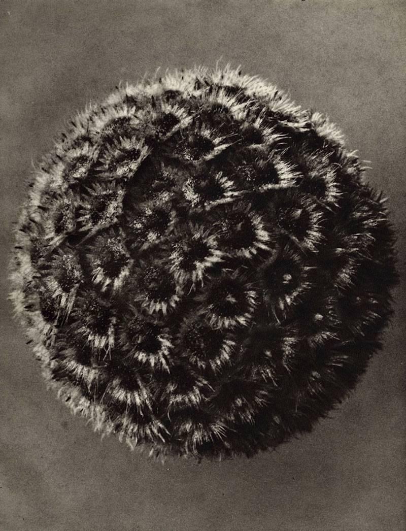 Karl Blossfeldt Black and White Photograph - Plate 71 - Cephalaria alpina 