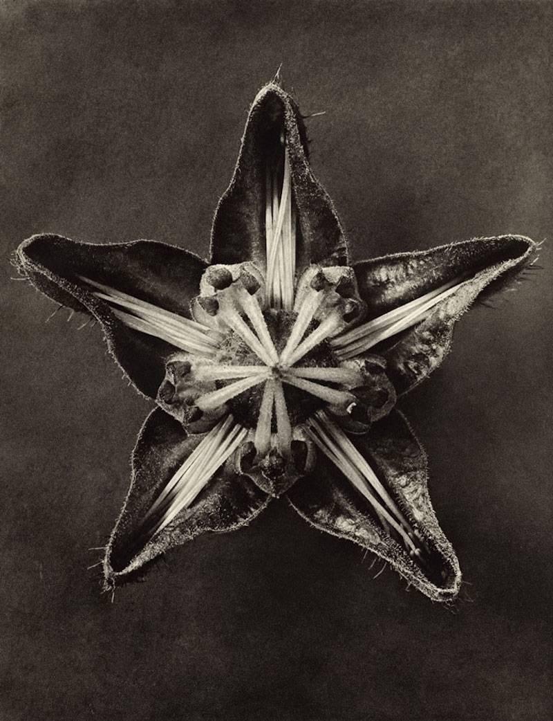 Karl Blossfeldt Black and White Photograph - Plate 56 Cajophora lateritia (Loasacae) 